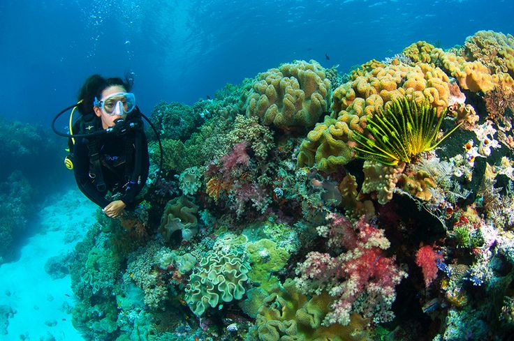 Surga Bawah Laut: Menyingkap Keajaiban Budaya Timur Indonesia di Kawasan Maluku