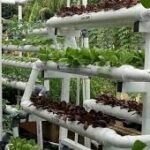 Berkebun di Atap Kota Inovasi