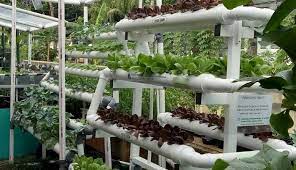 Berkebun di Atap Kota Inovasi