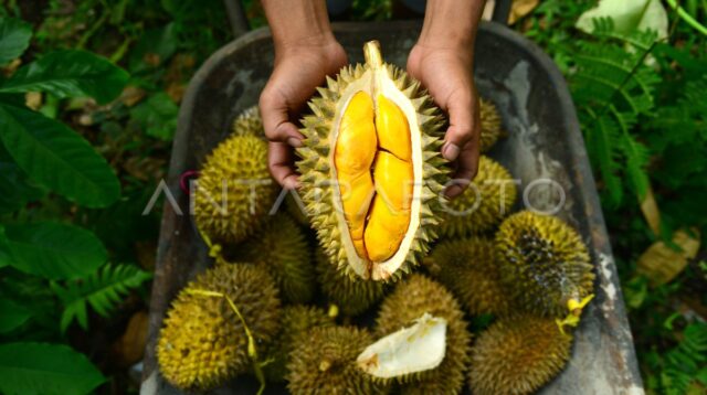 Petani Durian