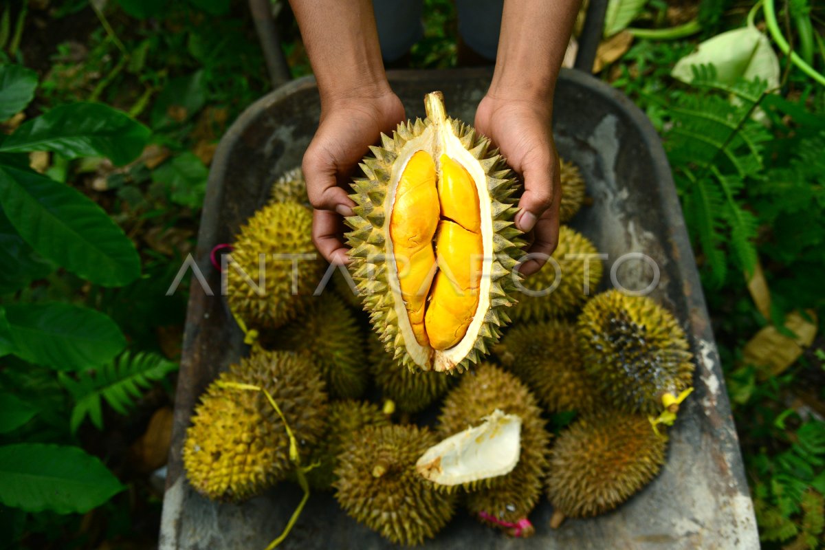 Petani Durian